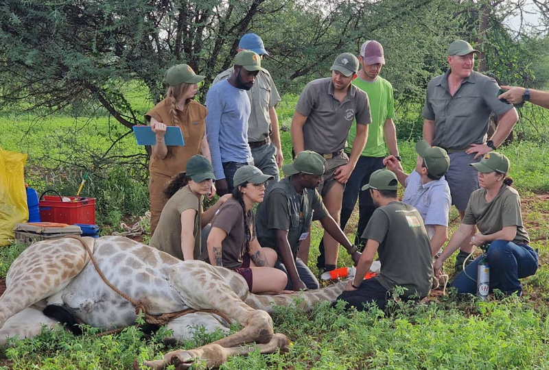wildlife conservation volunteering in tanzania national parks